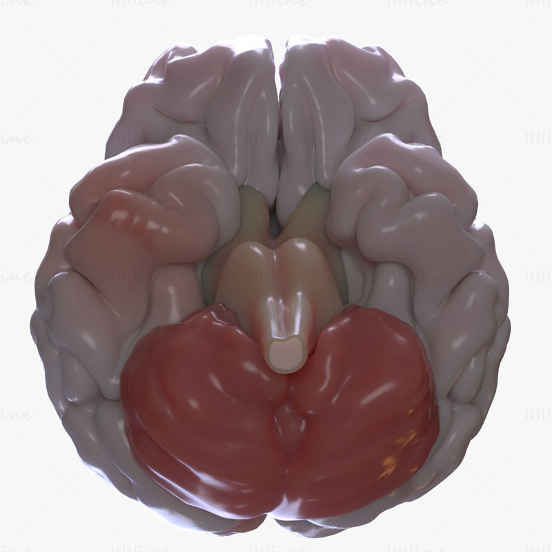 3D-Modell des menschlichen Gehirns