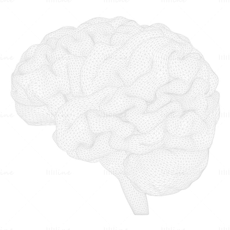 Cerveau humain modèle 3D