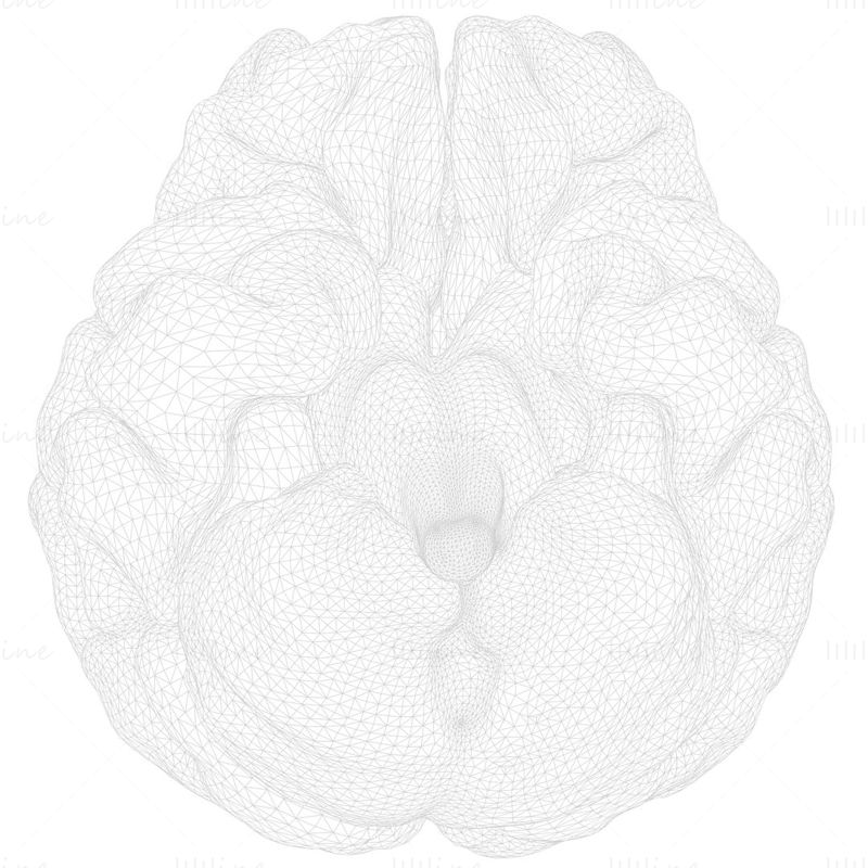 Cerveau humain modèle 3D