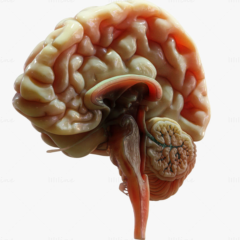 Анатомичен 3D модел на напречно сечение на човешкия мозък