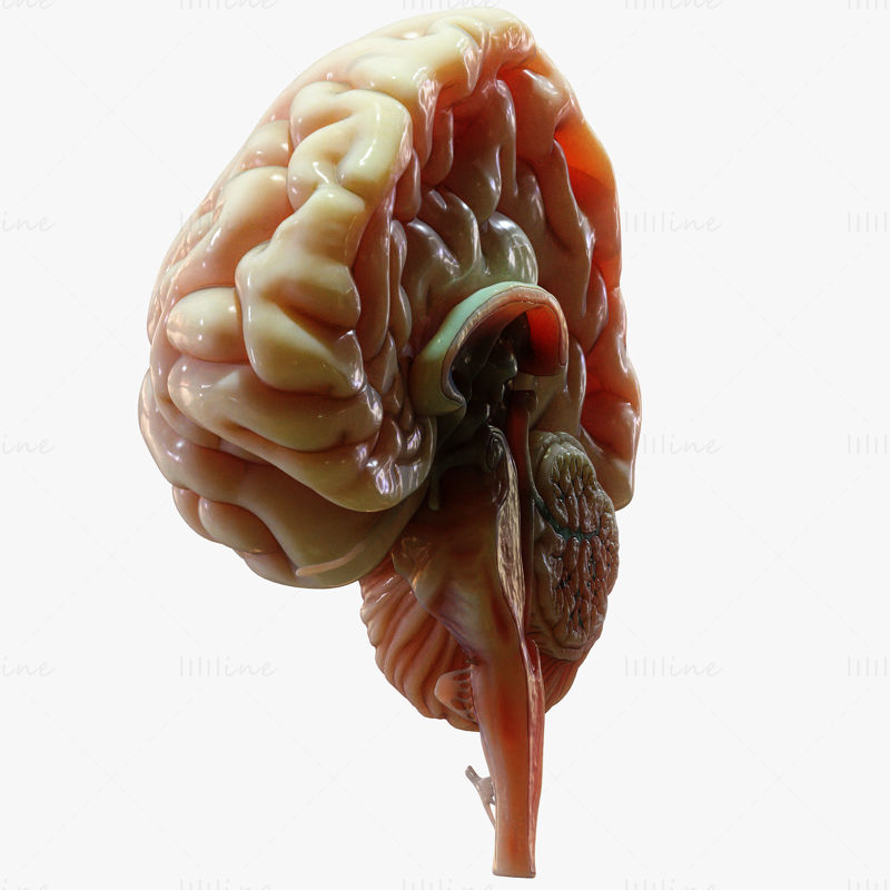 Anatomie de la coupe transversale du cerveau humain modèle 3D