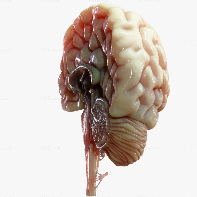 Model 3D de anatomie în secțiune transversală a creierului uman