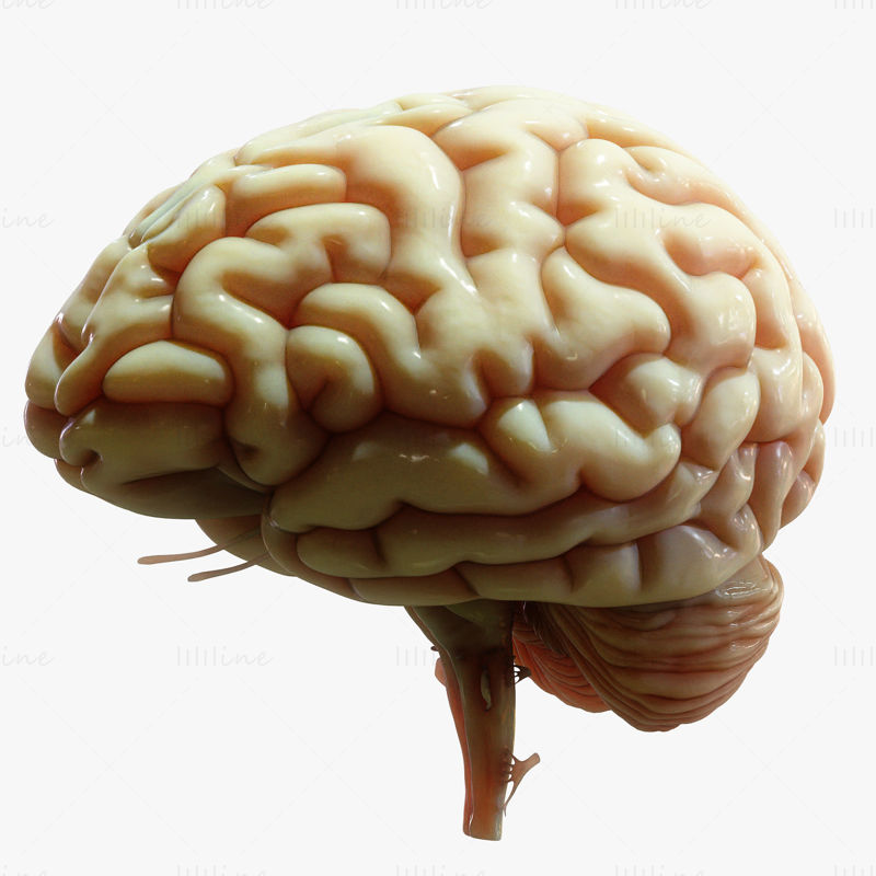 نموذج تشريح الدماغ البشري عبر المقطع العرضي ثلاثي الأبعاد