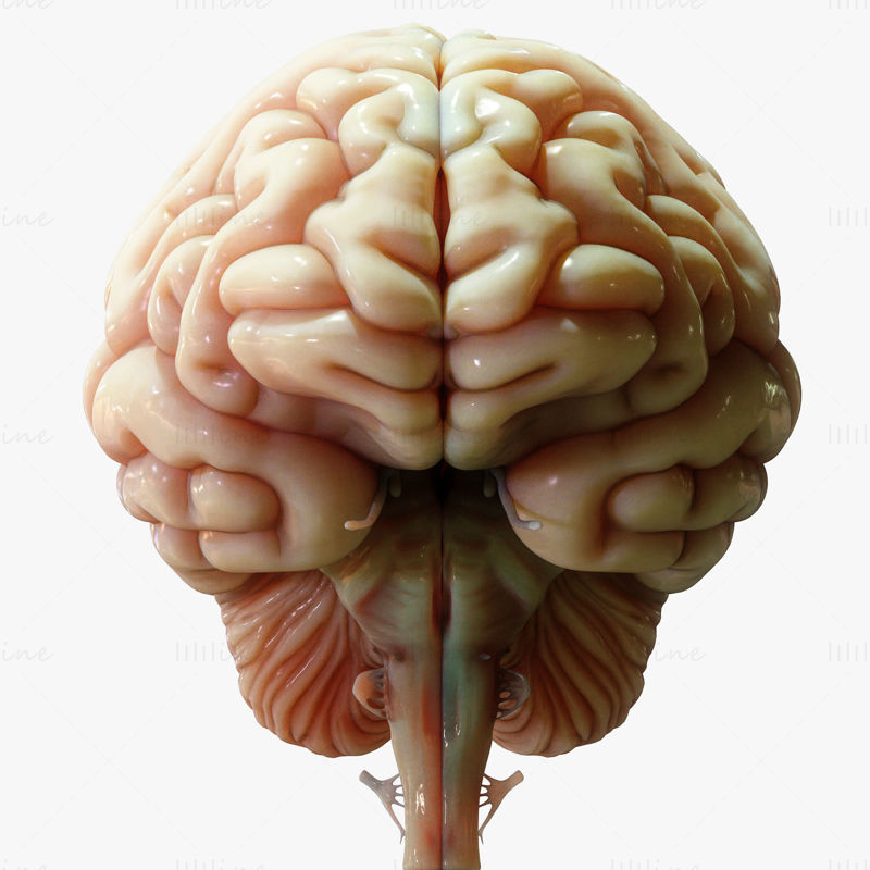 نموذج تشريح الدماغ البشري عبر المقطع العرضي ثلاثي الأبعاد