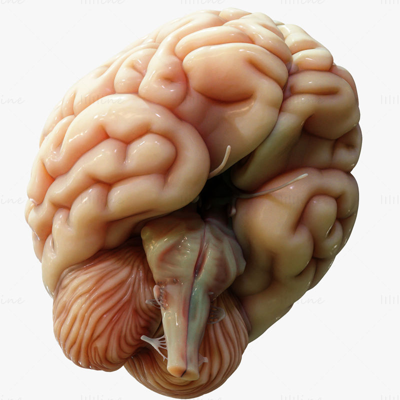 مدل سه بعدی آناتومی مقطع مغز انسان