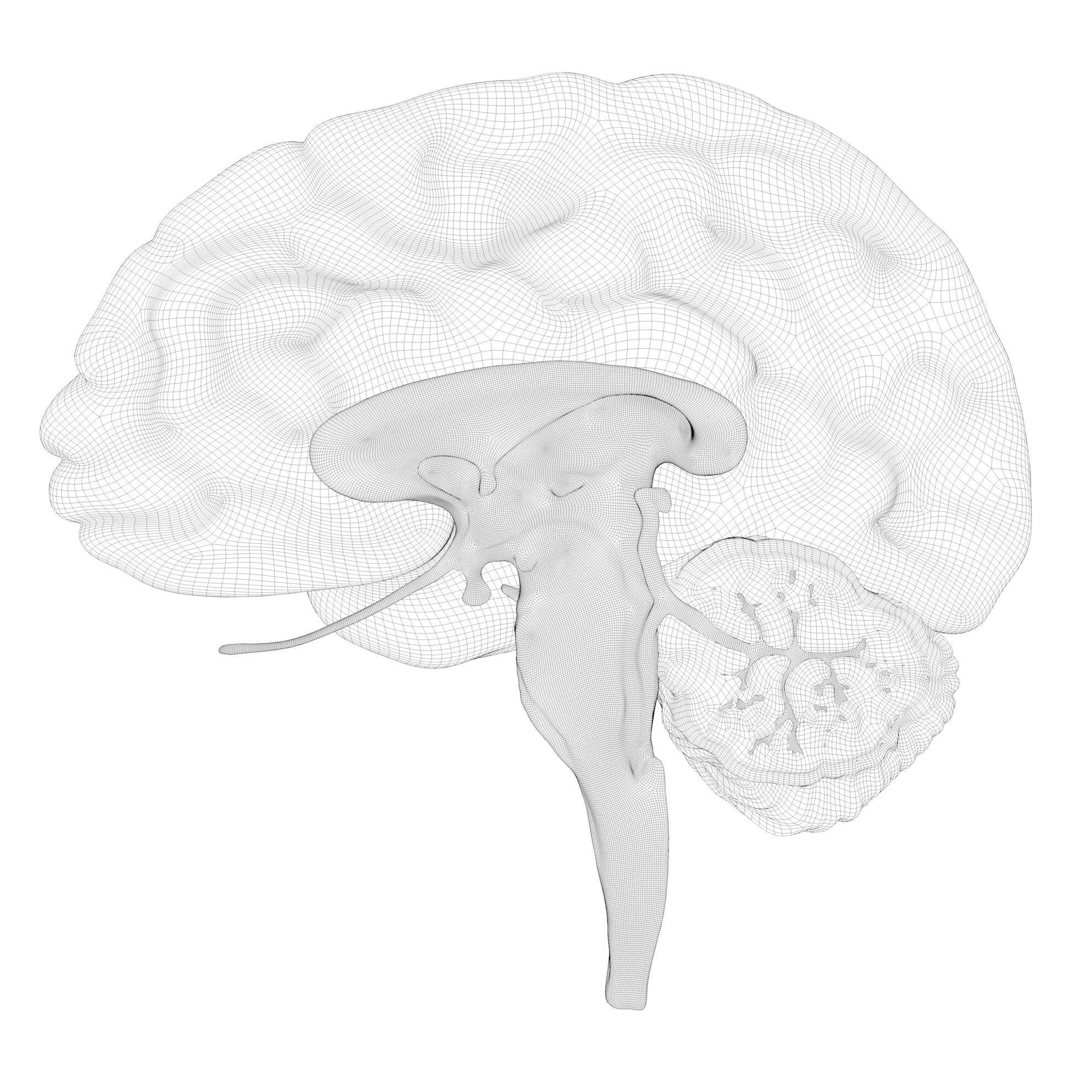 cross section view of human brain