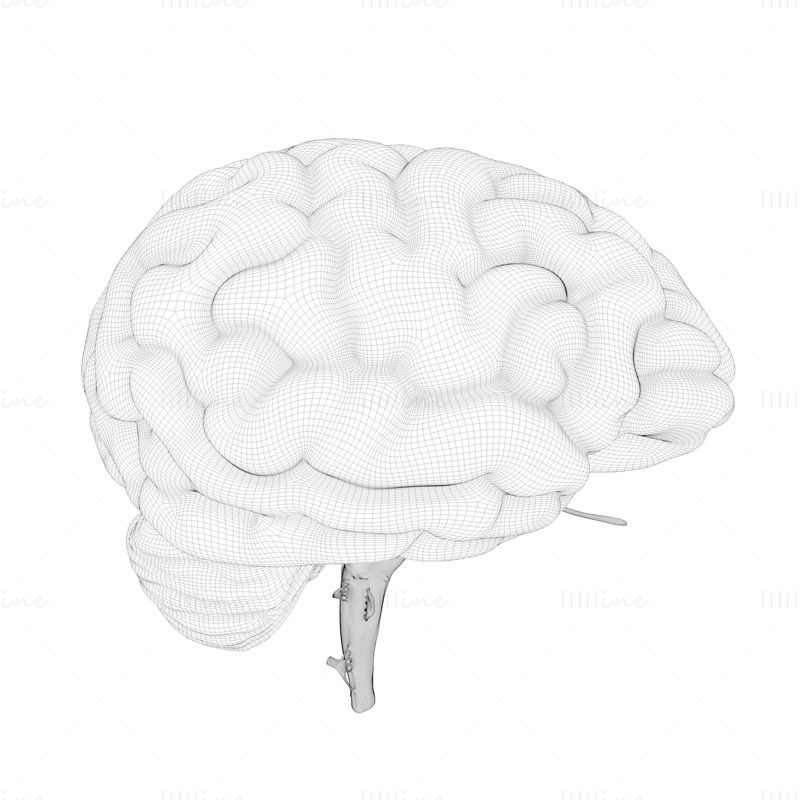 人間の脳の断面解剖学 3D モデル
