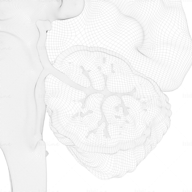 Anatomie de la coupe transversale du cerveau humain modèle 3D