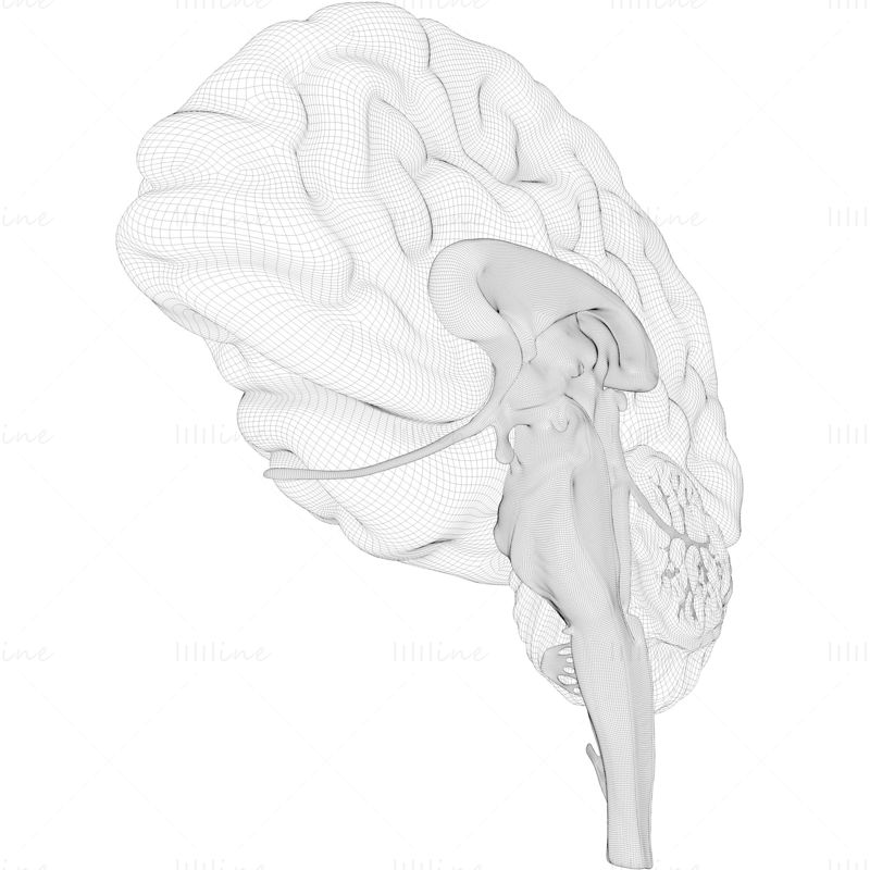 3D model anatomie průřezu lidského mozku