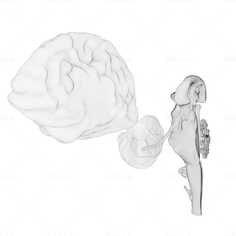 Анатомичен 3D модел на напречно сечение на човешкия мозък