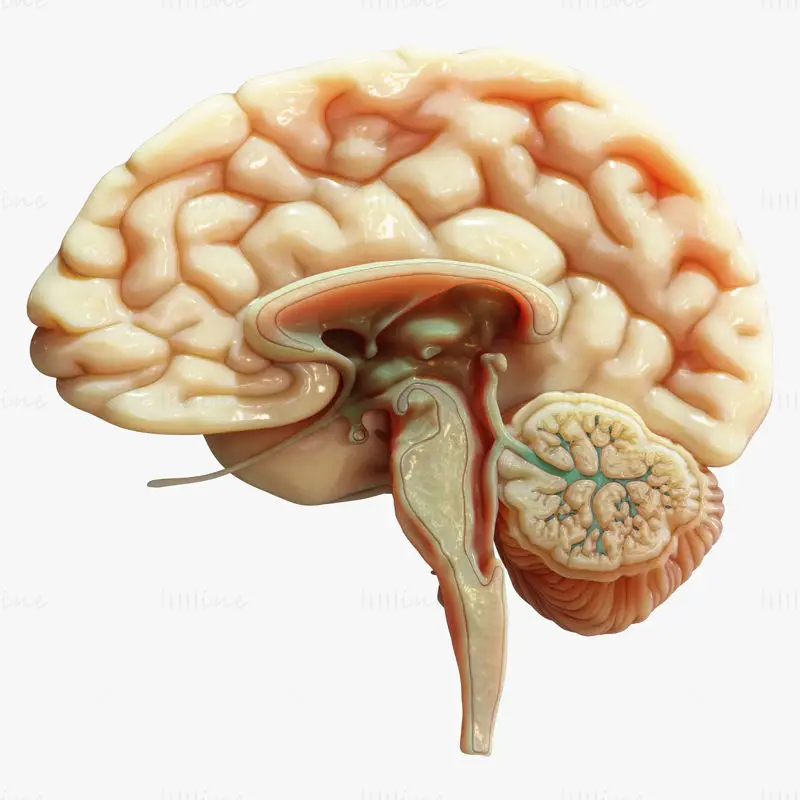 Medizinische Illustration des menschlichen Gehirns