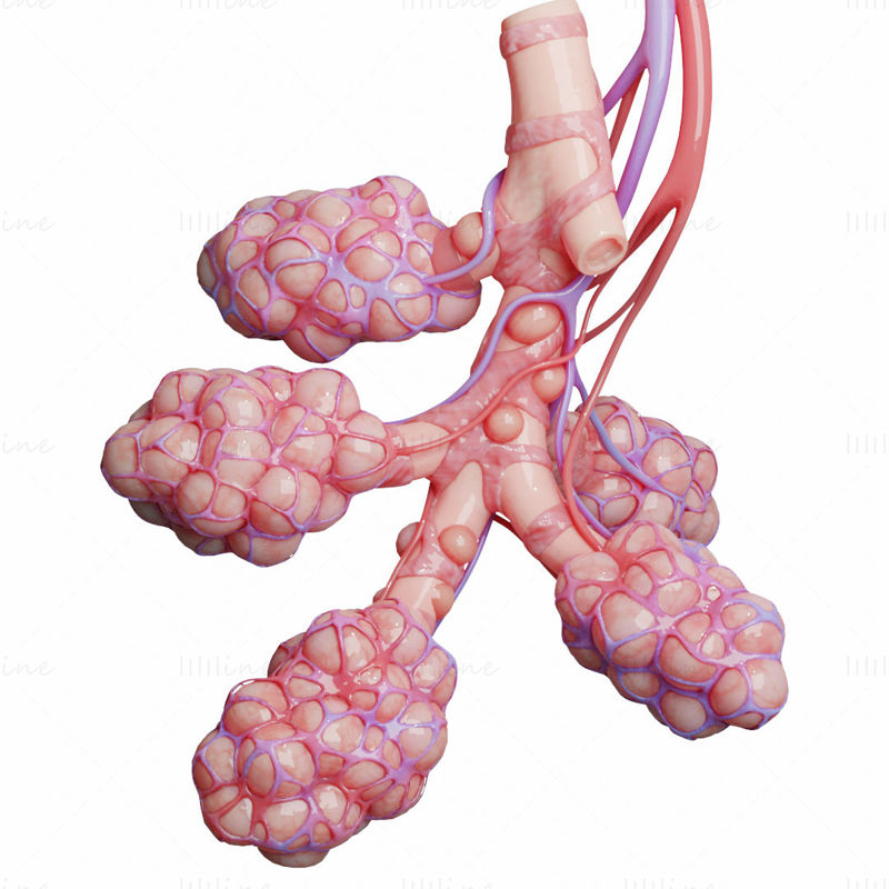 Human Bronchi Alveoli 3D Model