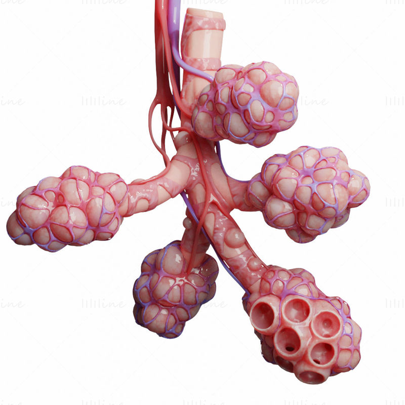 人間の気管支肺胞 3Dモデル