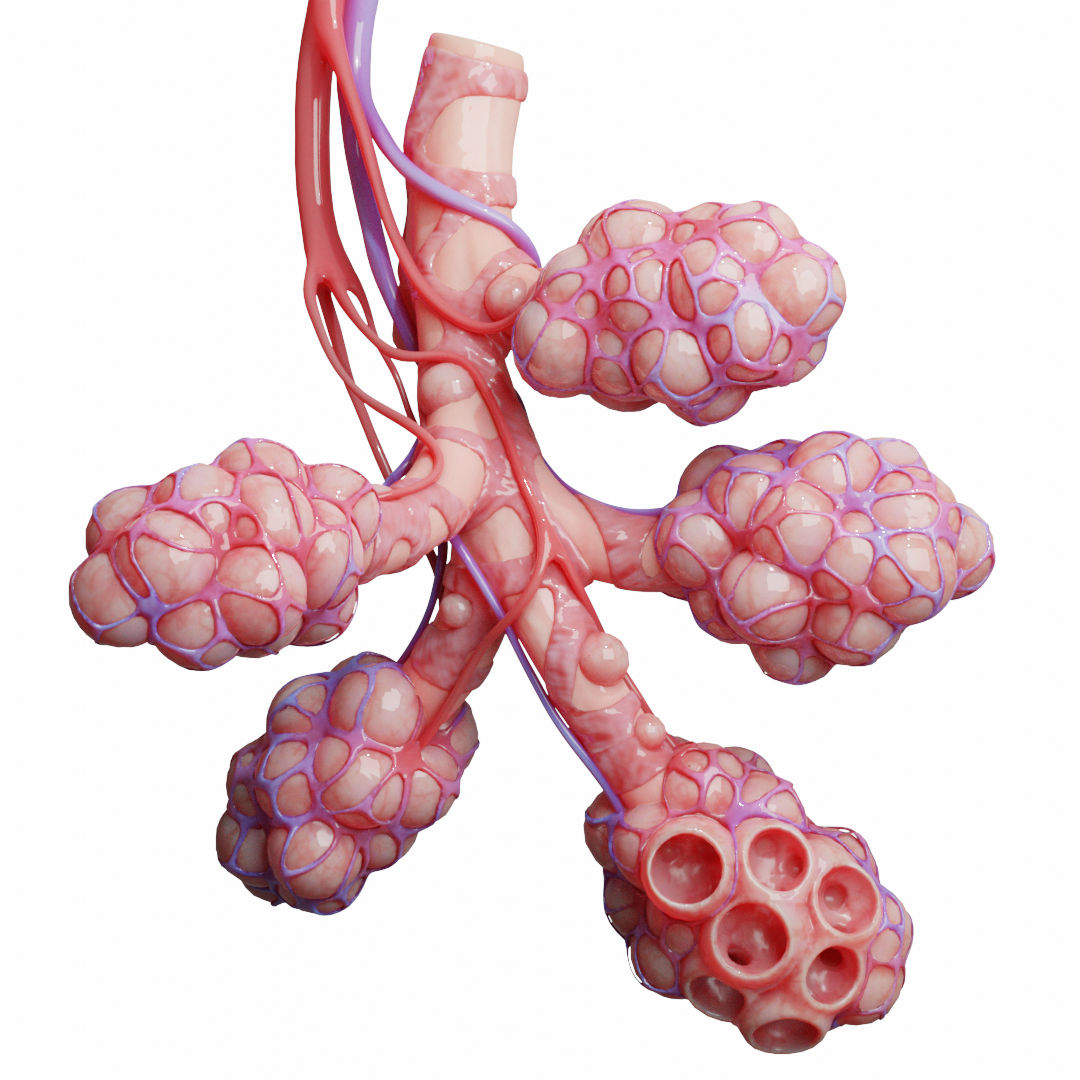 Human Bronchi Alveoli 3D Model