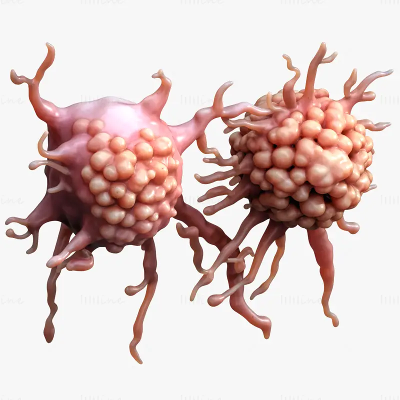 3D model lidského rakovinného nádoru