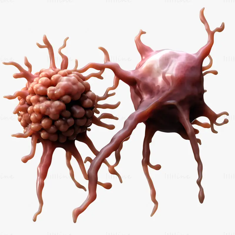 3D model lidského rakovinného nádoru