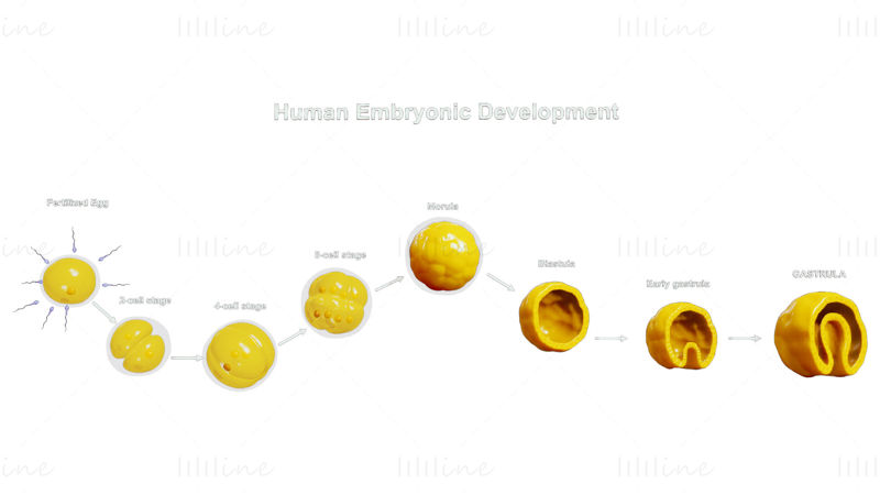 Menselijke embryonale ontwikkeling 3D-model
