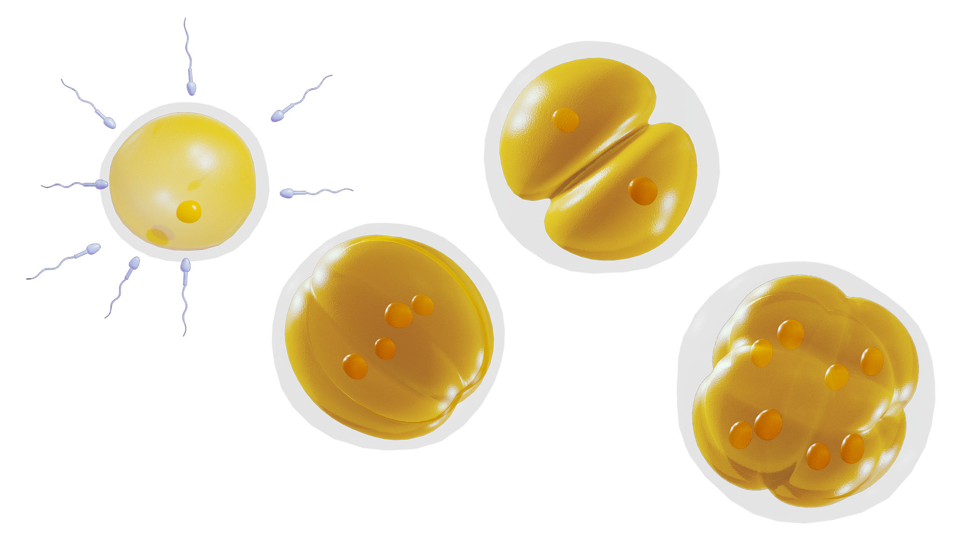 human-embryonic-development