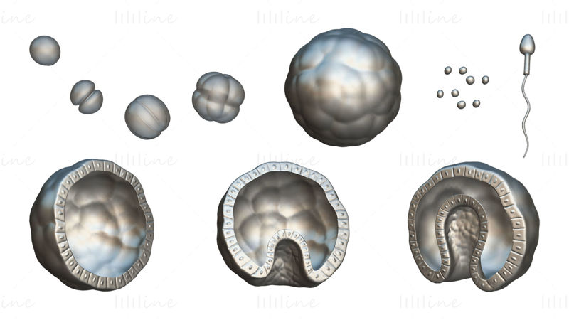 Menselijke embryonale ontwikkeling 3D-model