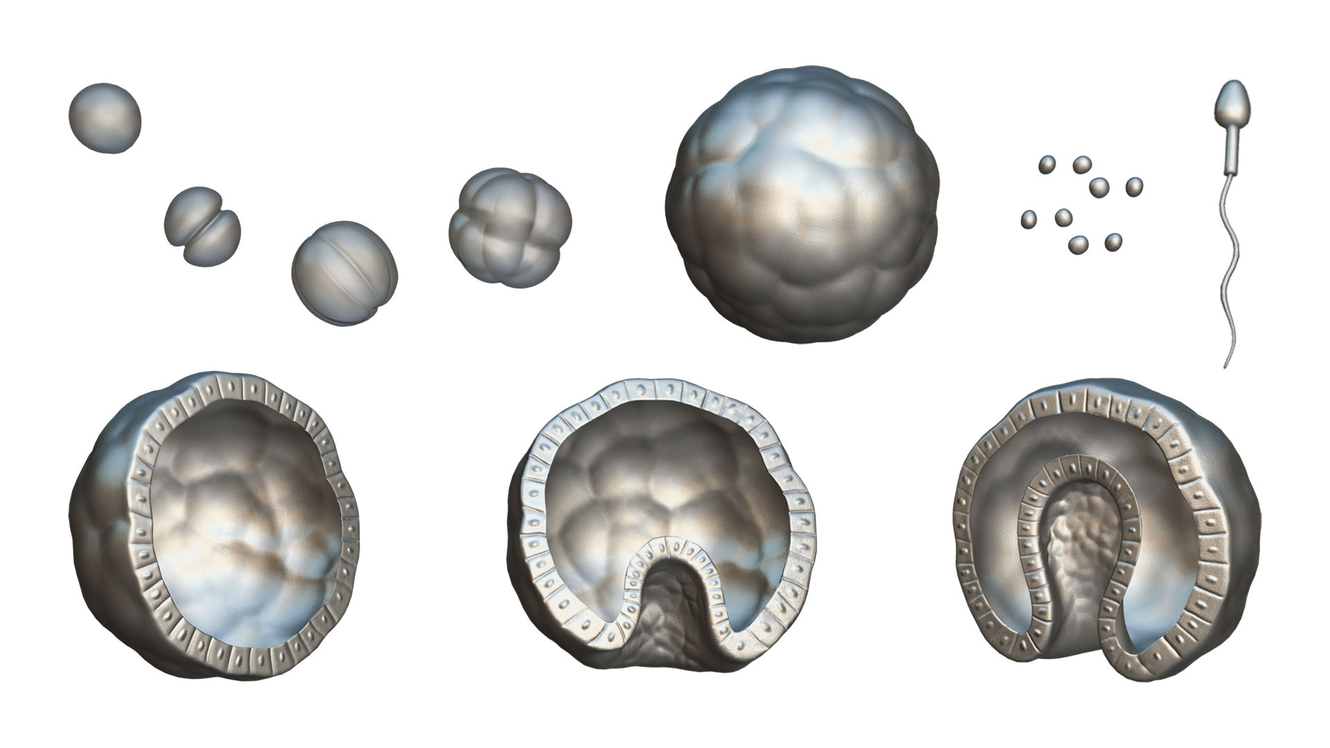 Human Embryonic Development Biology Diagrams