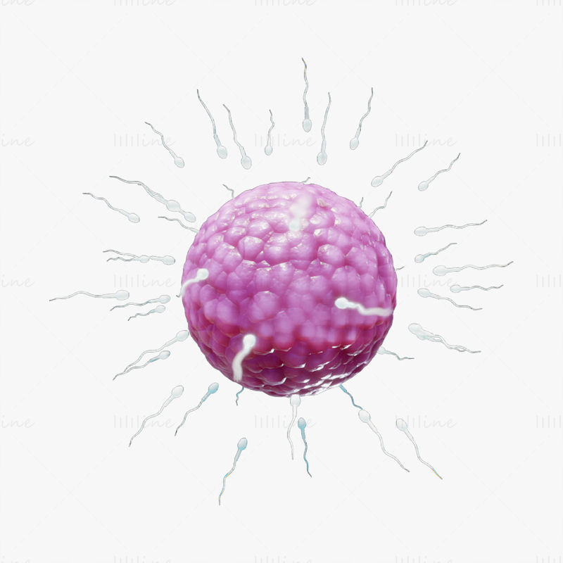 Fertilización humana de espermatozoides y óvulos (óvulos) modelo 3d
