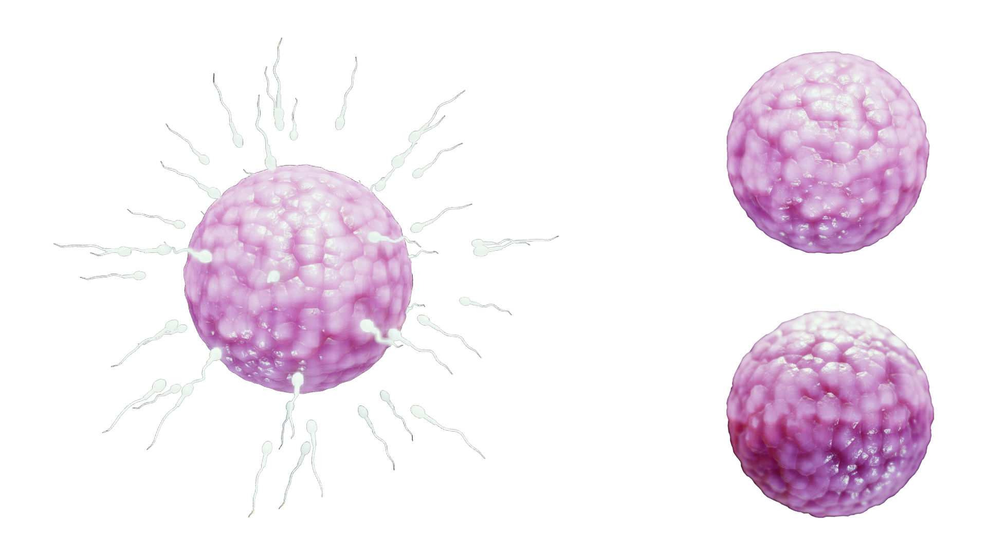 the cell produced by fertilization of the ovum by sperm is called