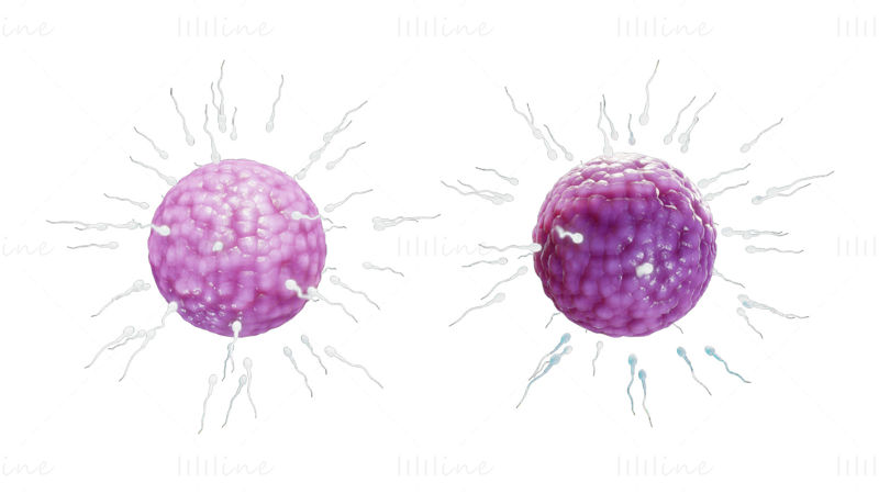 Fertilización humana de espermatozoides y óvulos (óvulos) modelo 3d