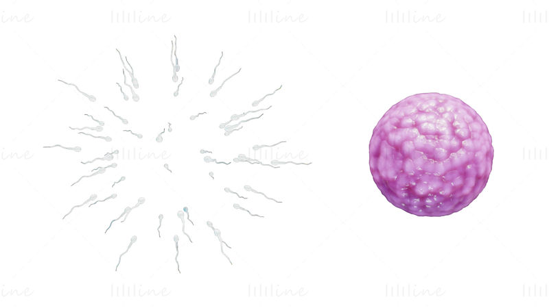 Modello 3D di fecondazione umana di sperma e cellula uovo (ovulo).