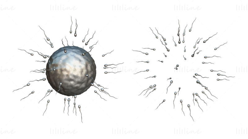 Fécondation humaine des spermatozoïdes et des ovules (ovules) modèle 3D