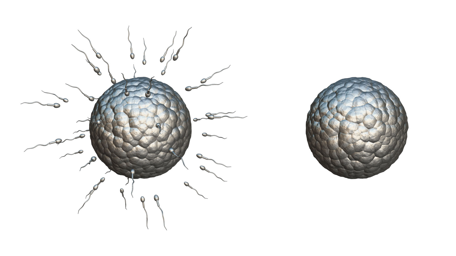 Human Fertilization Of Sperm And Egg Cell Ovum 3d Model