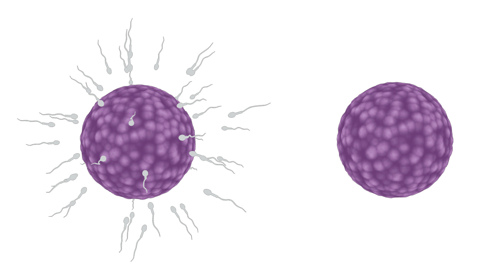 Human Fertilization Of Sperm And Egg Cell Ovum 3d Model