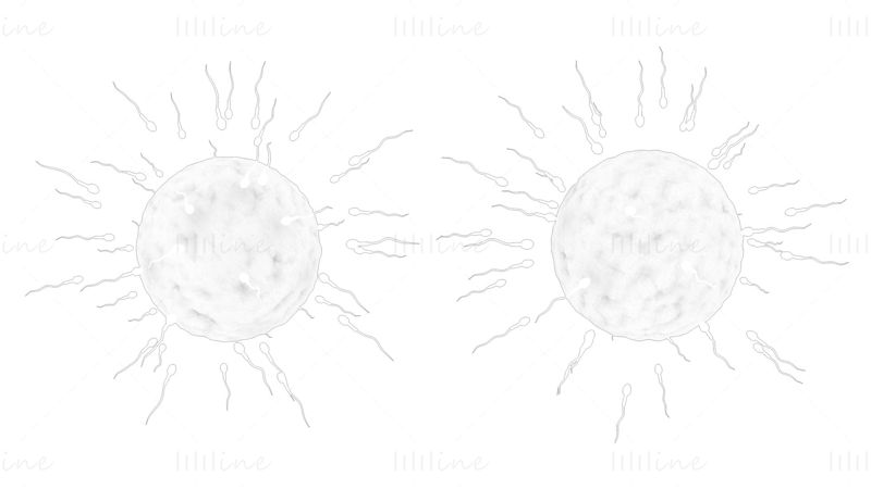 Fécondation humaine des spermatozoïdes et des ovules (ovules) modèle 3D