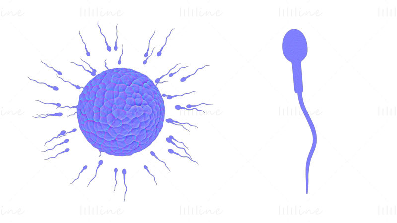 3Д модел људске оплодње сперме и јајне ћелије (јајне ћелије).