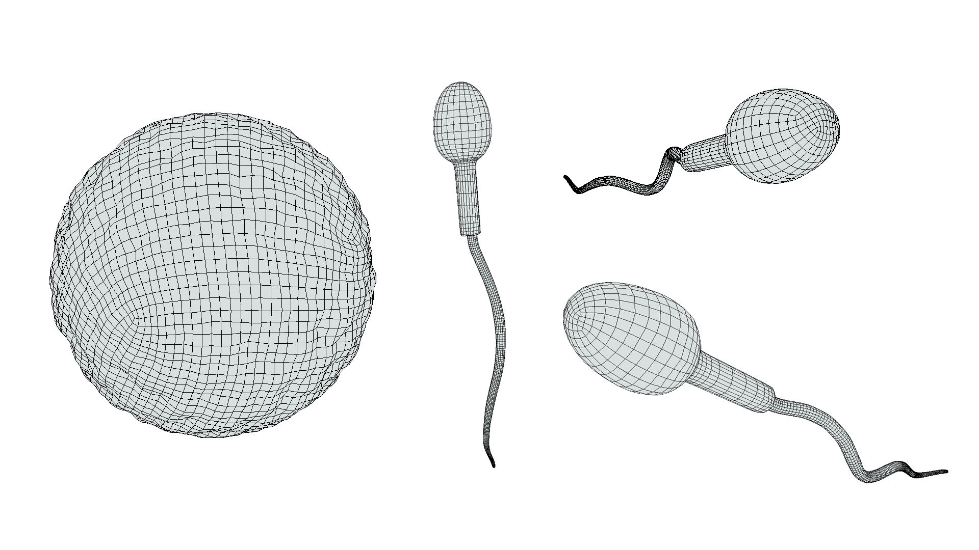 Human Fertilization Of Sperm And Egg Cell Ovum 3d Model