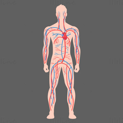 Human Full Body Blood Vessels vector illustration