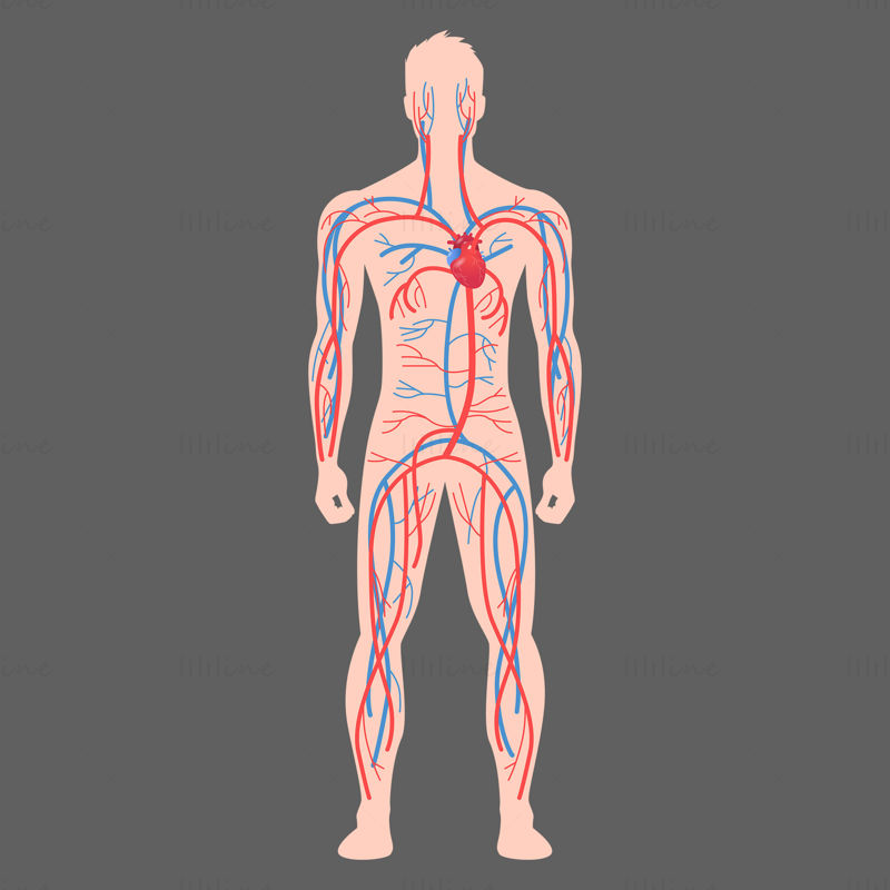 Ilustración de vector de vasos sanguíneos de cuerpo completo humano