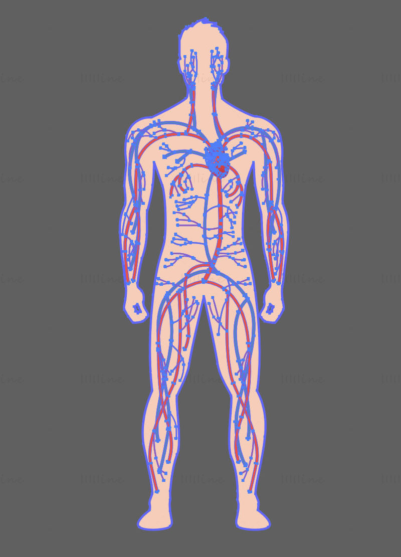Human Full Body Blood Vessels vector illustration