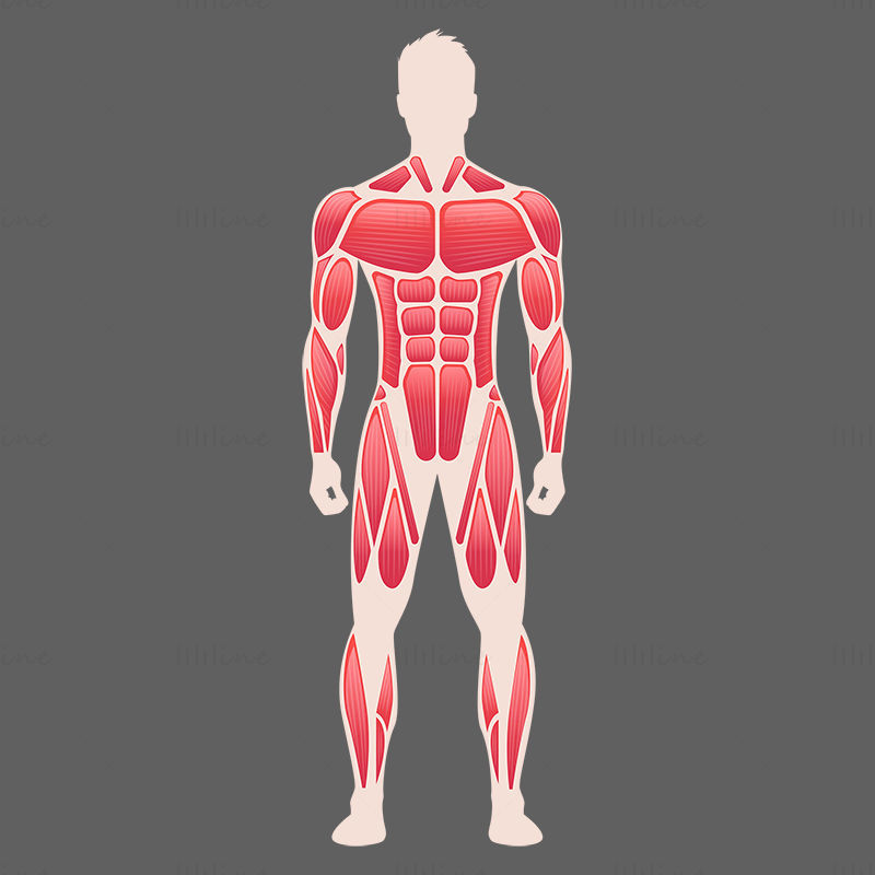 Human Full Body Muscles vector illustration