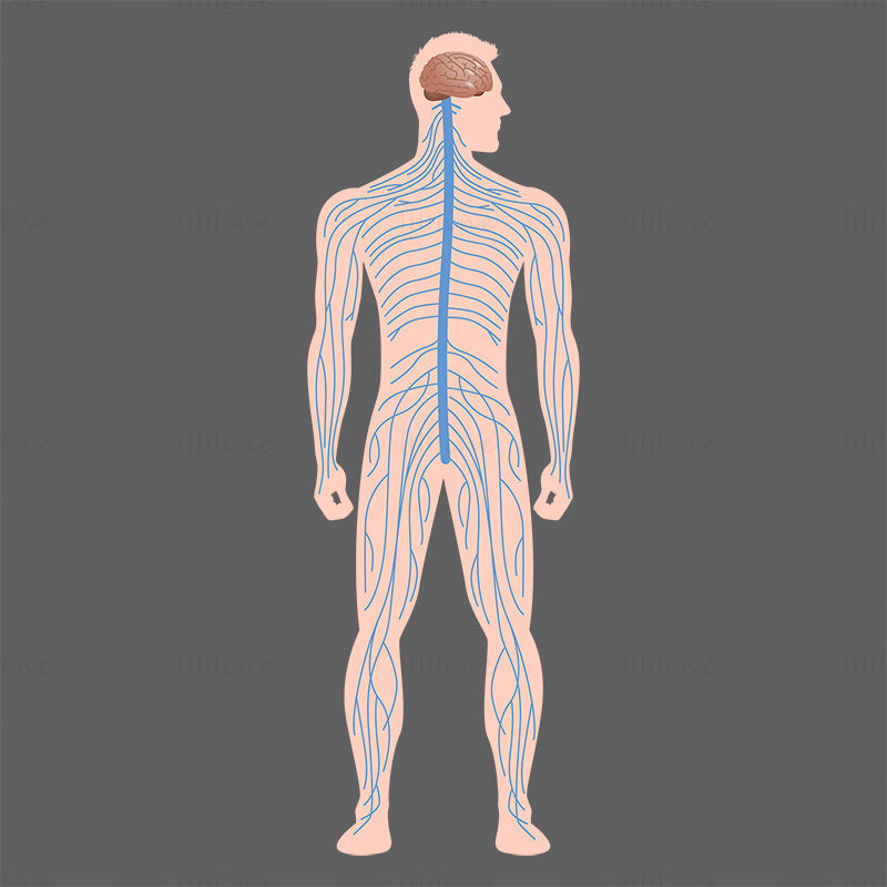 Menneskelige hele kroppen nerver vektor illustrasjon