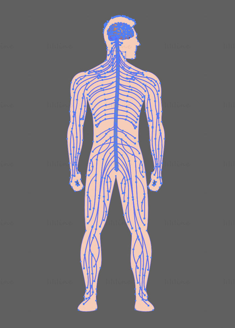 Human Full Body Nerves vector illustration
