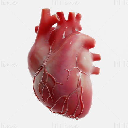 مدل سه بعدی قلب انسان