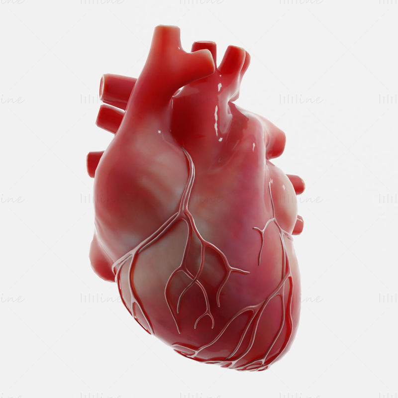 Menselijk hart 3D-model