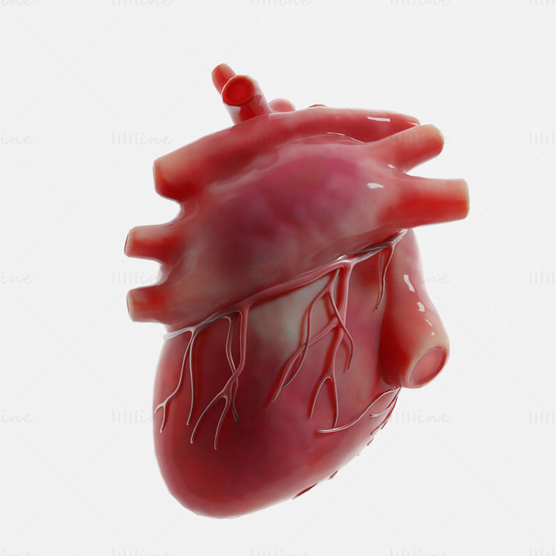 نموذج قلب الإنسان ثلاثي الأبعاد