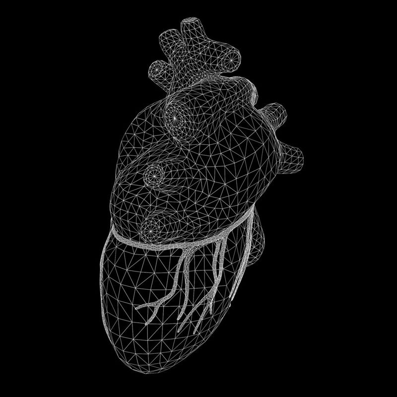 نموذج قلب الإنسان ثلاثي الأبعاد