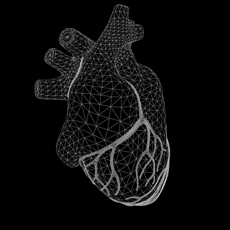 Menselijk hart 3D-model