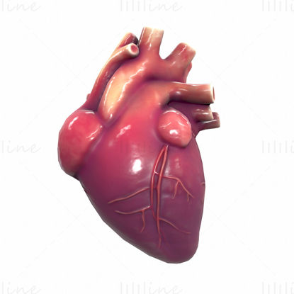 مدل سه بعدی آناتومی قلب انسان
