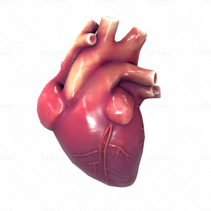 Anatomie van het menselijk hart 3D-model