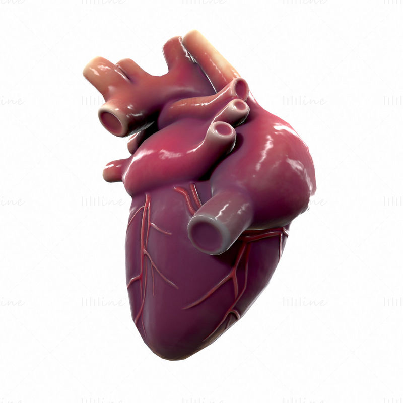 نموذج تشريح قلب الإنسان ثلاثي الأبعاد