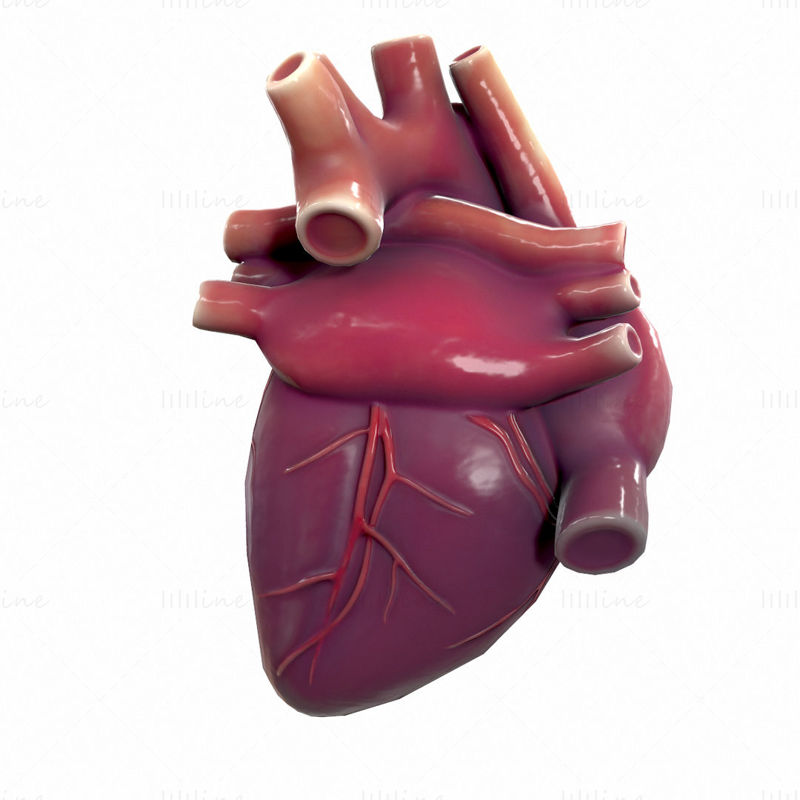 Anatomie van het menselijk hart 3D-model