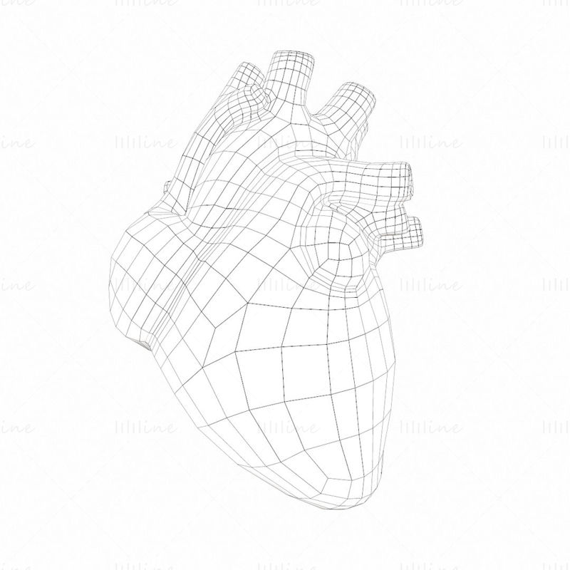 Human Heart Anatomy 3D Model